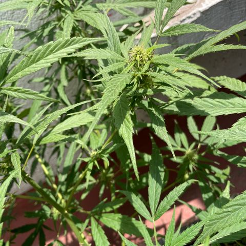 Lemon cake 4 growlog timeline photo