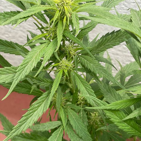 Lemon cake 4 growlog timeline photo