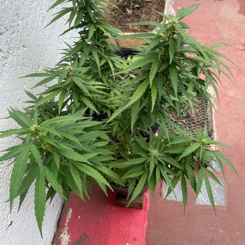 Lemon cake 5 growlog timeline photo