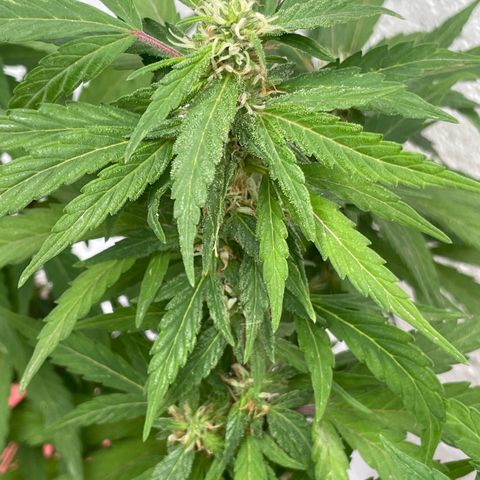 Lemon cake 5 growlog timeline photo