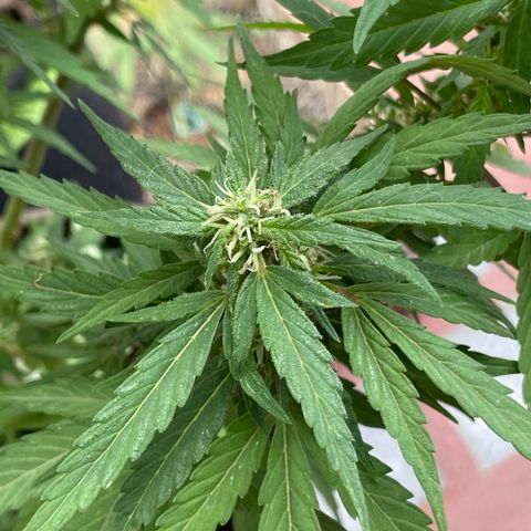 Lemon cake 5 growlog timeline photo