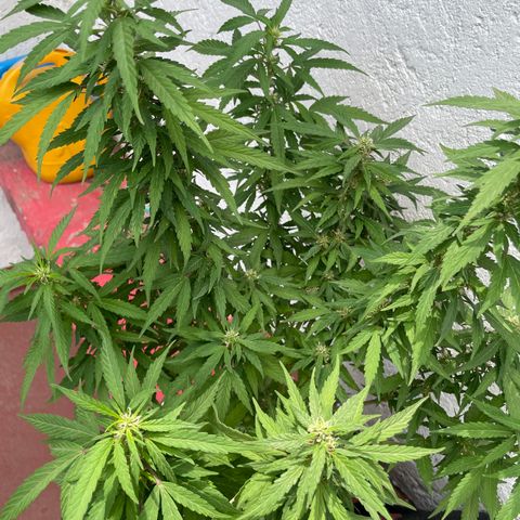 Lemon cake 5 growlog timeline photo