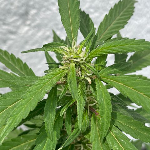Lemon cake 5 growlog timeline photo