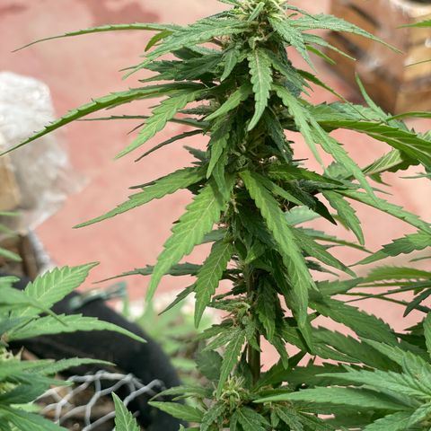 Lemon cake 5 growlog timeline photo