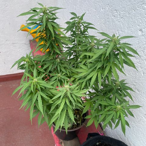 Lemon cake 5 growlog timeline photo