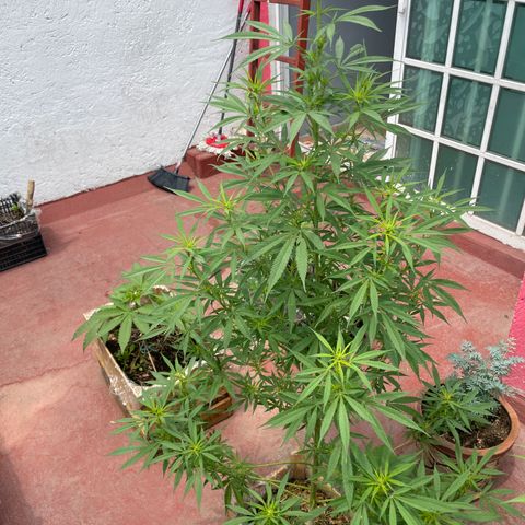 Lemon cake 7 growlog timeline photo