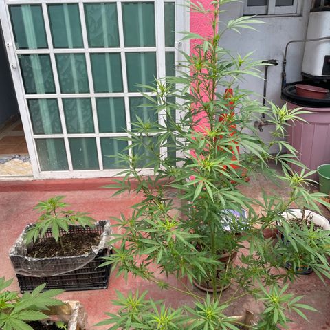 Lemon cake 7 growlog timeline photo