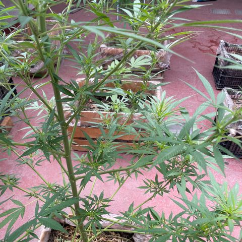 Lemon cake 7 growlog timeline photo