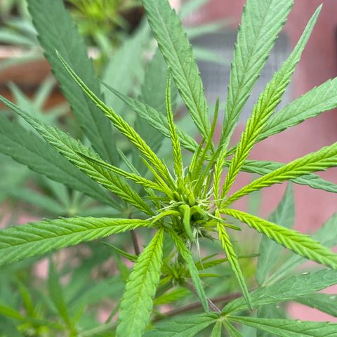 Lemon cake 7 growlog timeline photo
