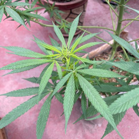 Lemon cake 7 growlog timeline photo