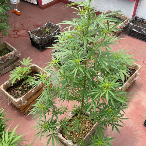 Lemon cake 7 growlog timeline photo