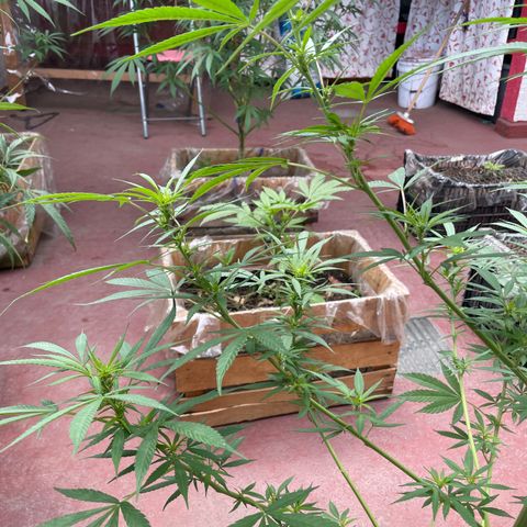 Lemon cake 7 growlog timeline photo