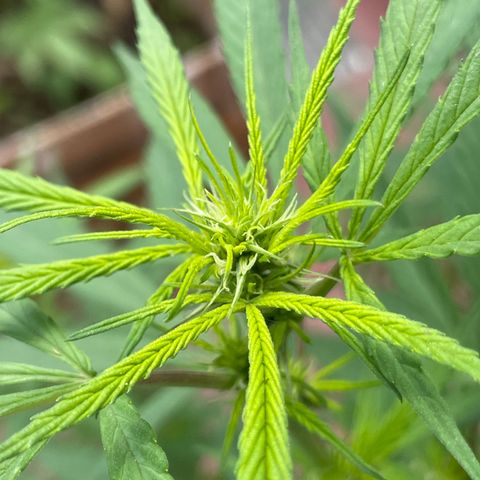 Lemon cake 7 growlog timeline photo