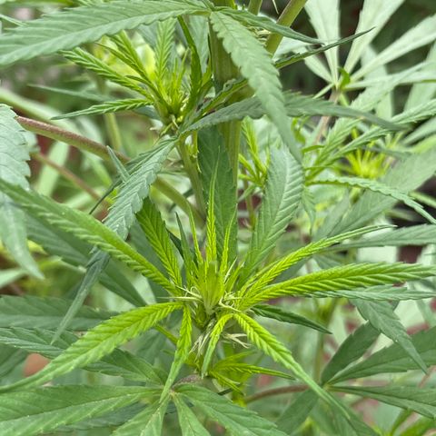 Lemon cake 7 growlog timeline photo