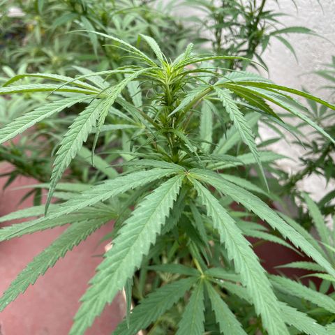 Lemon cake 6 growlog timeline photo