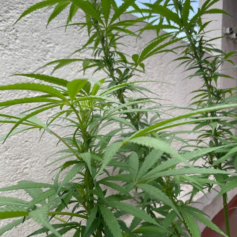 Lemon cake 6 growlog timeline photo