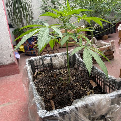 Tangie 2 growlog timeline photo