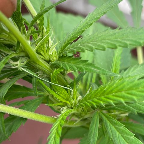 Lemon cake 6 growlog timeline photo