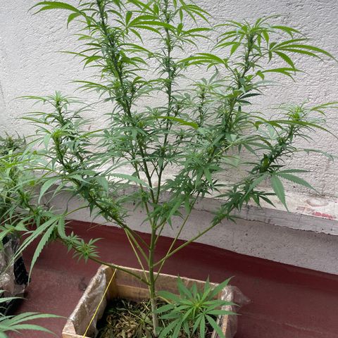 Lemon cake 6 growlog timeline photo