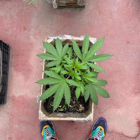 Orange juice  growlog timeline photo