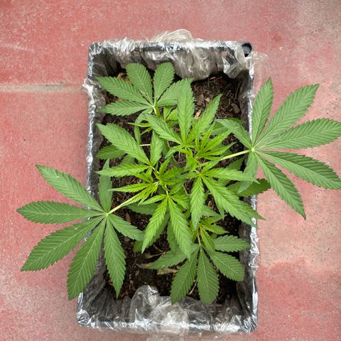 Tangie 2 growlog timeline photo