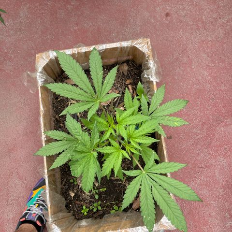 King cake  growlog timeline photo