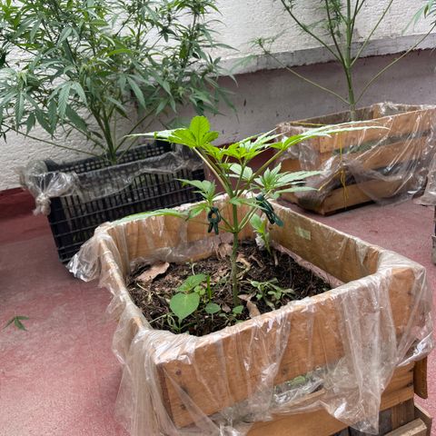 King cake  growlog timeline photo