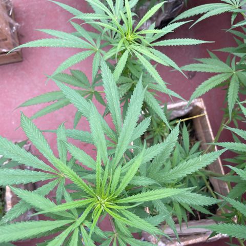 Lemon cake 6 growlog timeline photo