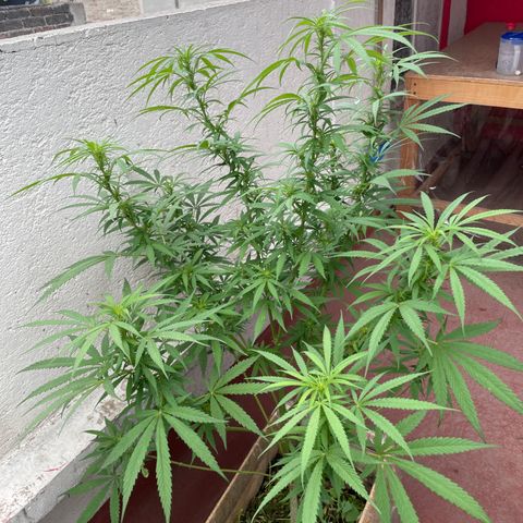 Lemon cake 6 growlog timeline photo