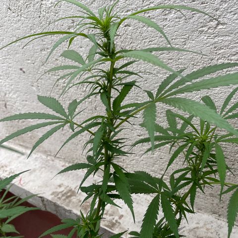 Lemon cake 6 growlog timeline photo