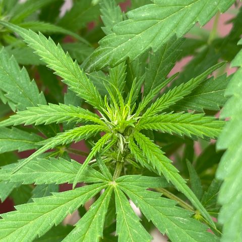 Lemon cake 6 growlog timeline photo