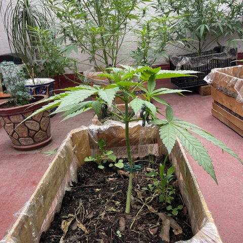 Orange juice  growlog timeline photo
