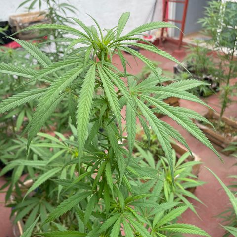 Lemon cake 6 growlog timeline photo