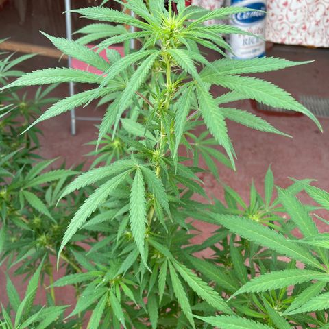 Lemon cake 3 growlog timeline photo
