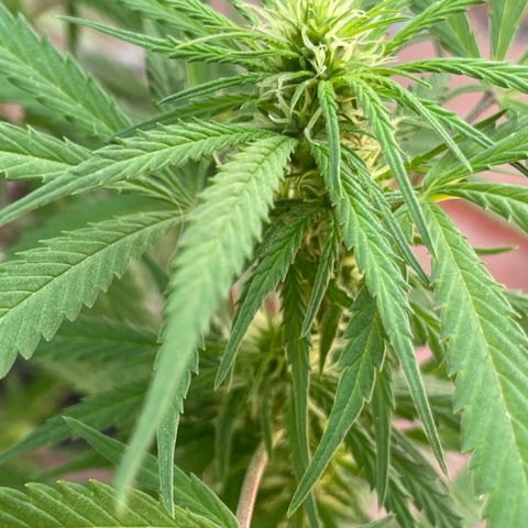 Lemon cake 3 growlog timeline photo