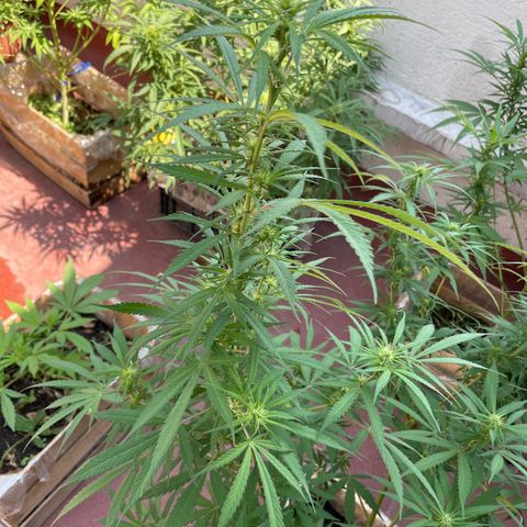 Lemon cake 3 growlog timeline photo