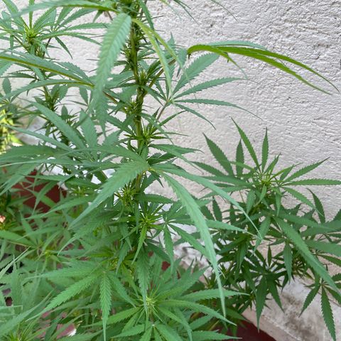 Lemon cake 6 growlog timeline photo