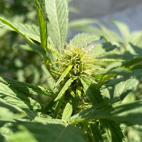 Lemon cake 4 growlog timeline photo