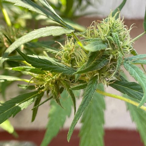 Lemon cake 4 growlog timeline photo