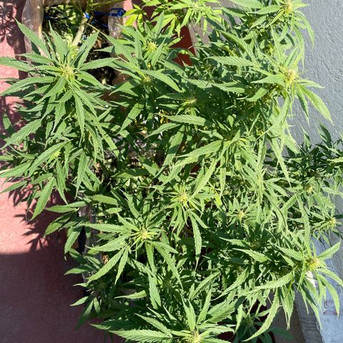 Lemon cake 4 growlog timeline photo