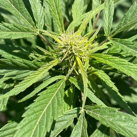 Lemon cake 4 growlog timeline photo