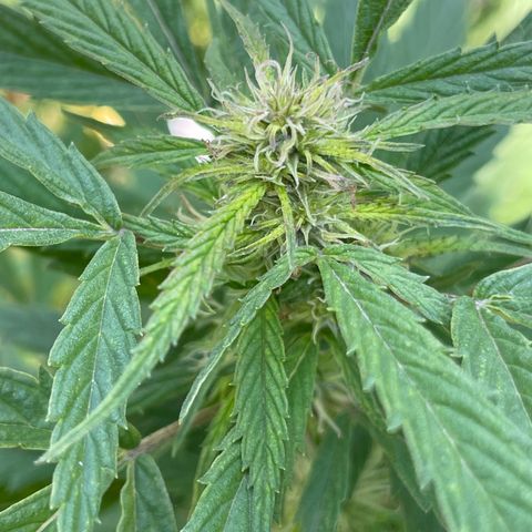Lemon cake 4 growlog timeline photo