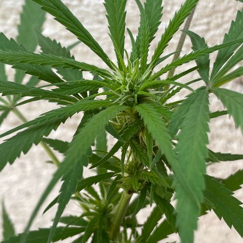Lemon cake 6 growlog timeline photo
