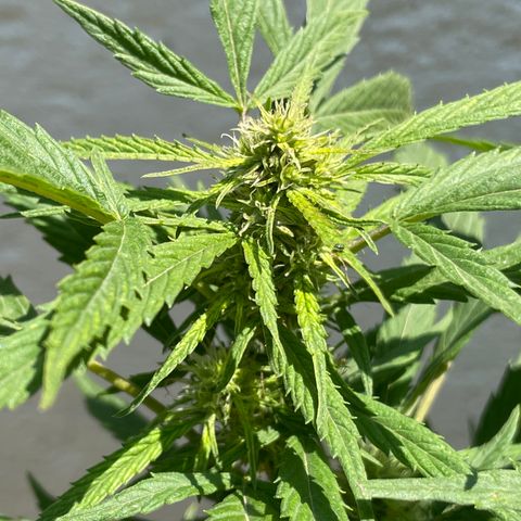 Lemon cake 4 growlog timeline photo