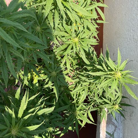 Lemon cake 4 growlog timeline photo