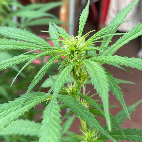 Lemon cake 3 growlog timeline photo