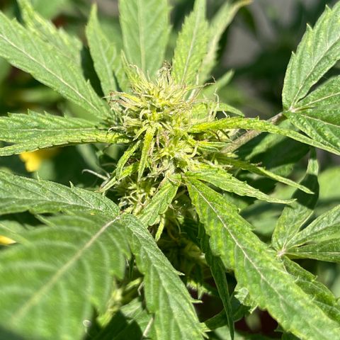 Lemon cake 4 growlog timeline photo