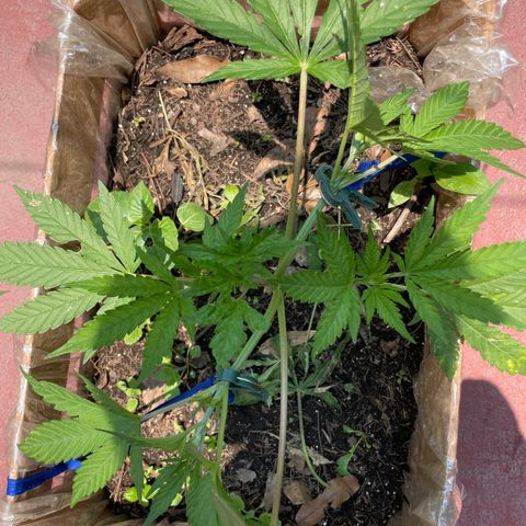 King cake  growlog timeline photo