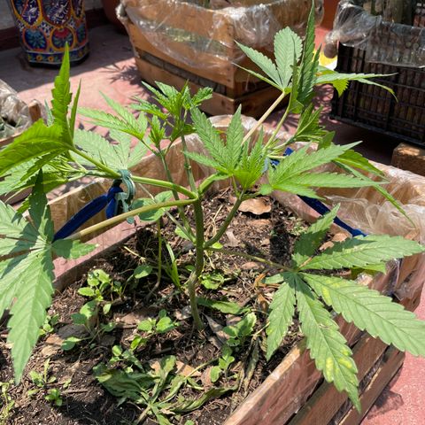 King cake  growlog timeline photo