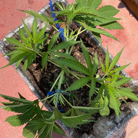 Tangie 2 growlog timeline photo